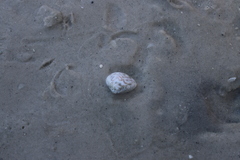 Anomalocardia flexuosa