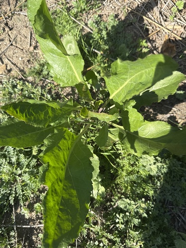 iNaturalist observation photo of broadleaved pepperweed