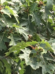 Quercus rubra