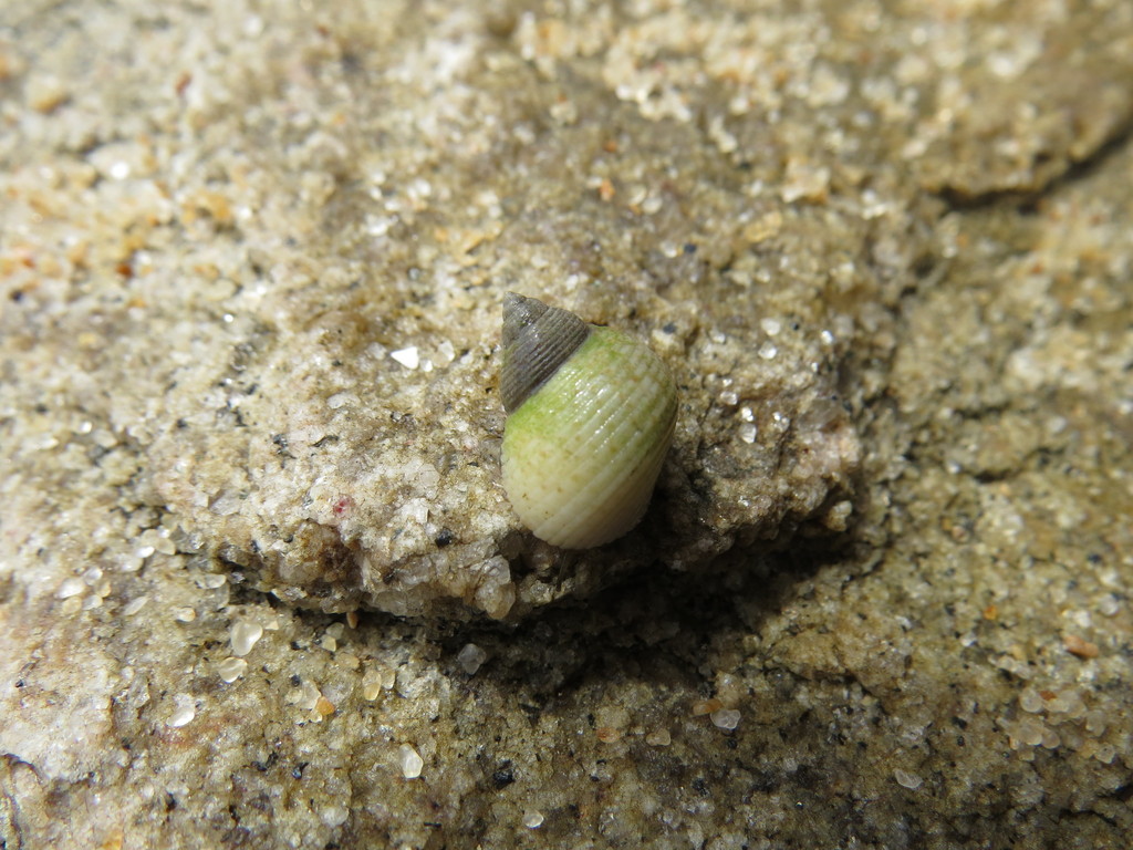Littoraria flava