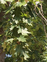 Quercus rubra