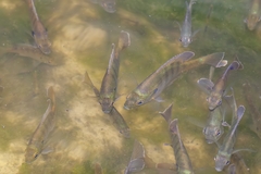 Lepomis macrochirus purpurascens