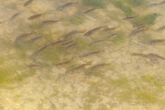 Lepomis macrochirus purpurascens