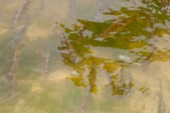 Lepomis macrochirus purpurascens