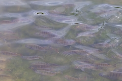 Lepomis macrochirus purpurascens