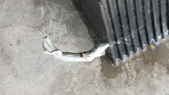 Aspidoscelis neomexicanus