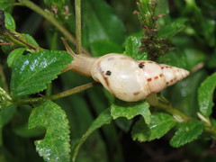 Drymaeus interpunctus