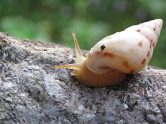 Drymaeus interpunctus