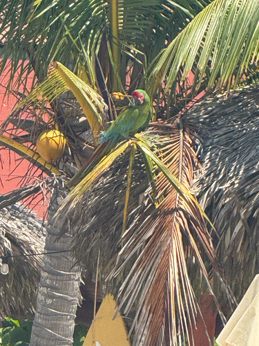 Military Macaw (Ara militaris)