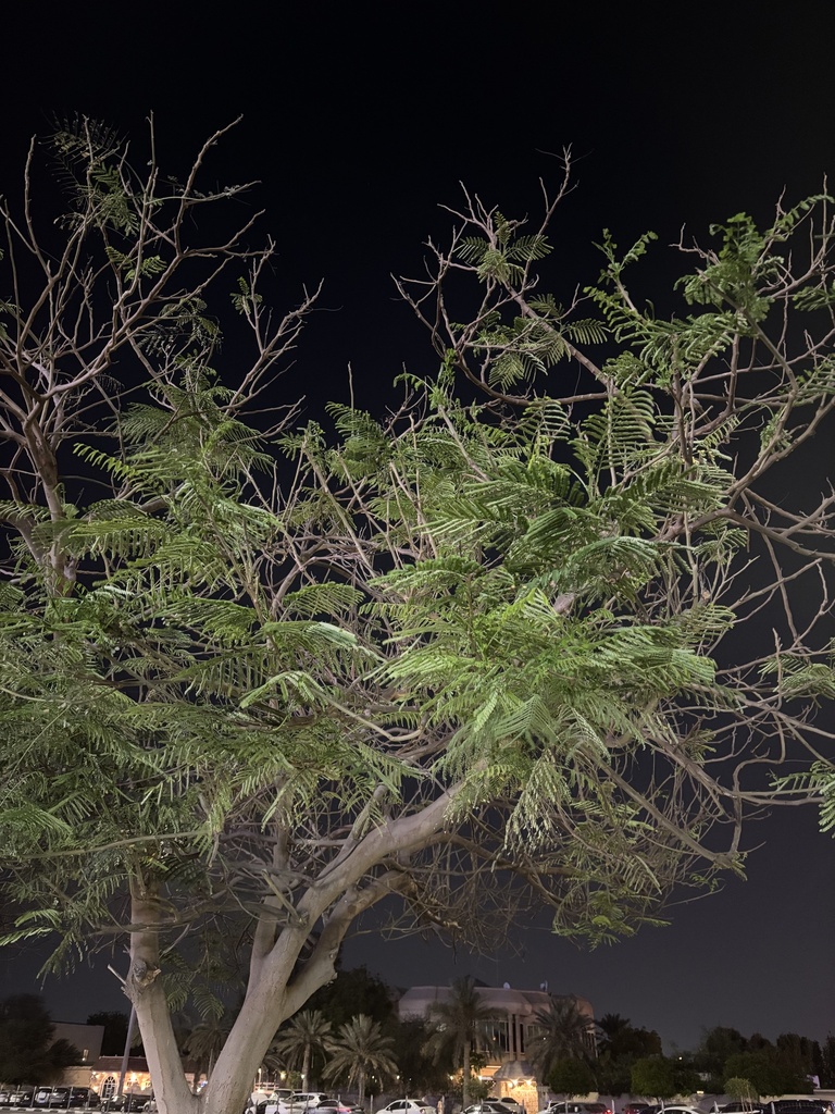 Prosopis