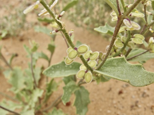 Image of Dithyrea californica by (c) Sue Carnahan, some rights reserved (CC BY)