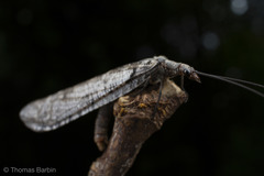Protochauliodes spenceri