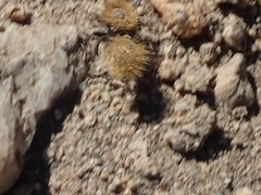 Dasymutilla coccineohirta