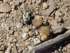 Dasymutilla coccineohirta