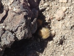 Dasymutilla coccineohirta