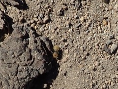 Dasymutilla coccineohirta