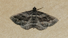 Chrysolarentia severata
