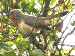 Coccycua pumila