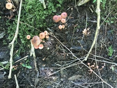 Laccaria laccata pallidifolia