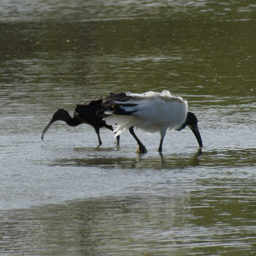 Ibis sagrado (Threskiornis aethiopicus)