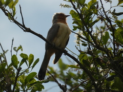 Coccycua pumila