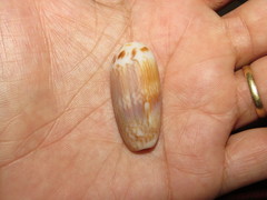Oliva circinata