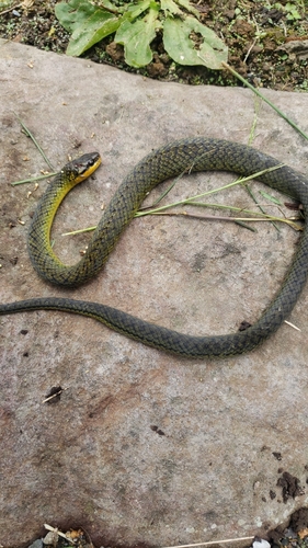 Royal Ground Snake