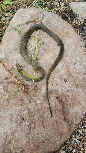 Royal Ground Snake