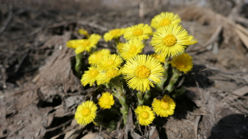 Tussilago farfara iNat (1)