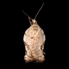 Acleris subnivana