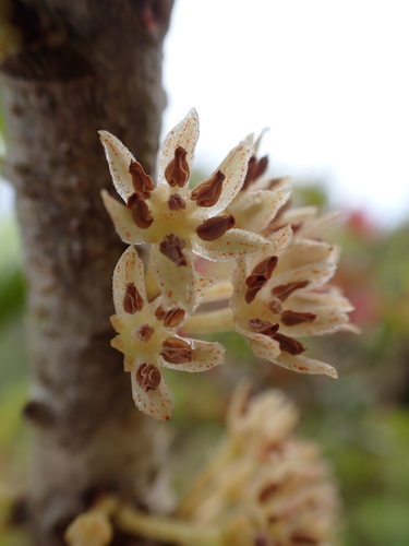 Myrsine fernseei observed 2025-03-18