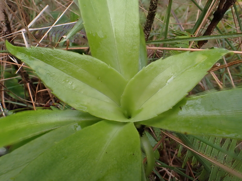 Dubautia knudsenii observed 2025-03-18