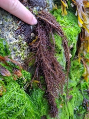 Cumagloia andersonii