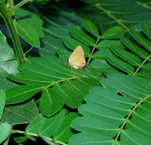 Calycopis atnius