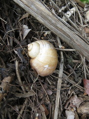 Pomacea linnaei