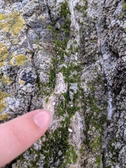 Prasiola crispa