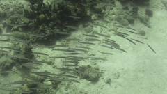 Sphyraena borealis