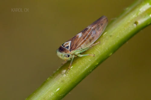 cikádka topoľová (Populicerus populi)
