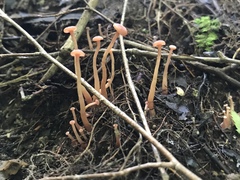 Laccaria laccata pallidifolia