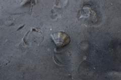 Anomalocardia flexuosa