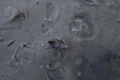 Anomalocardia flexuosa