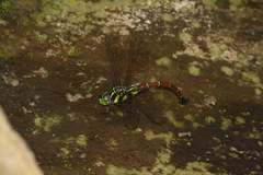 Polycanthagyna erythromelas