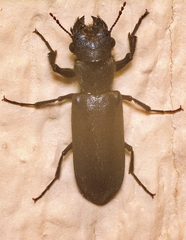 Polycaon stoutii