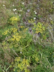 Pastinaca