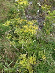 Pastinaca