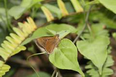 Caltoris cahira austeni