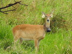 Odocoileus virginianus leucurus