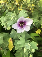 Malva subovata bicolor