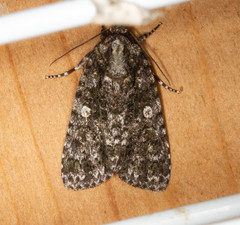 Acronicta afflicta