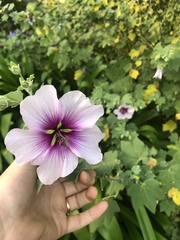 Malva subovata bicolor